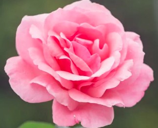 Mr. Md. Jashim Uddin